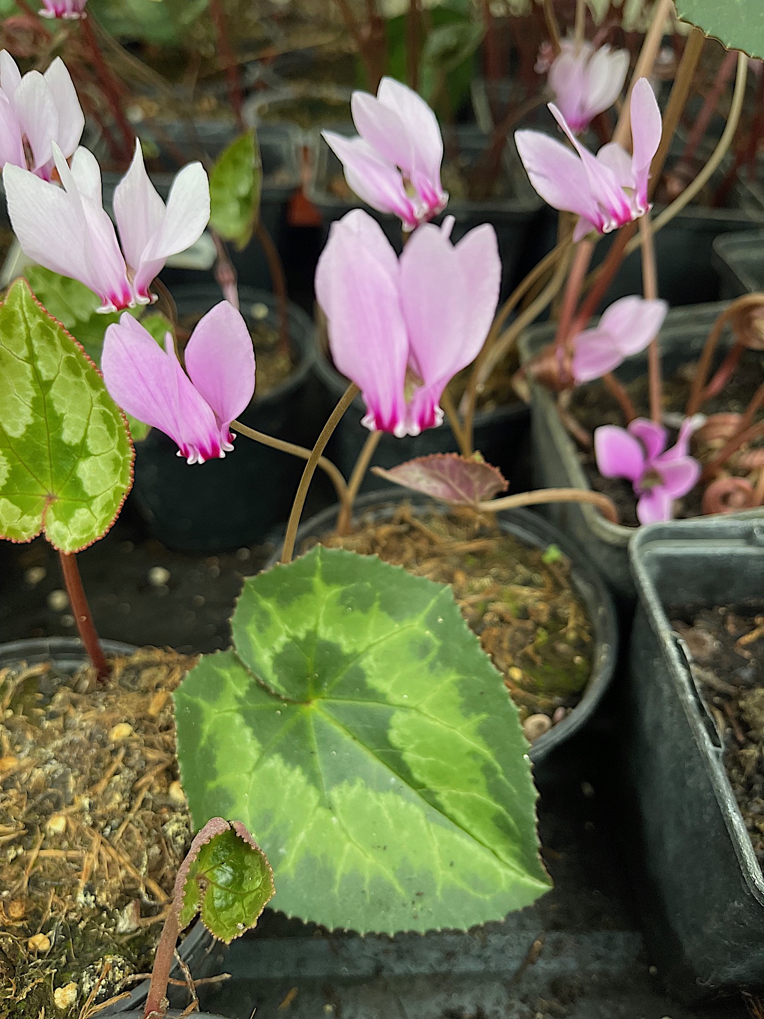 Cyclamen africanum, afrikanisches Alpenveilchen (i.9cmTopf)