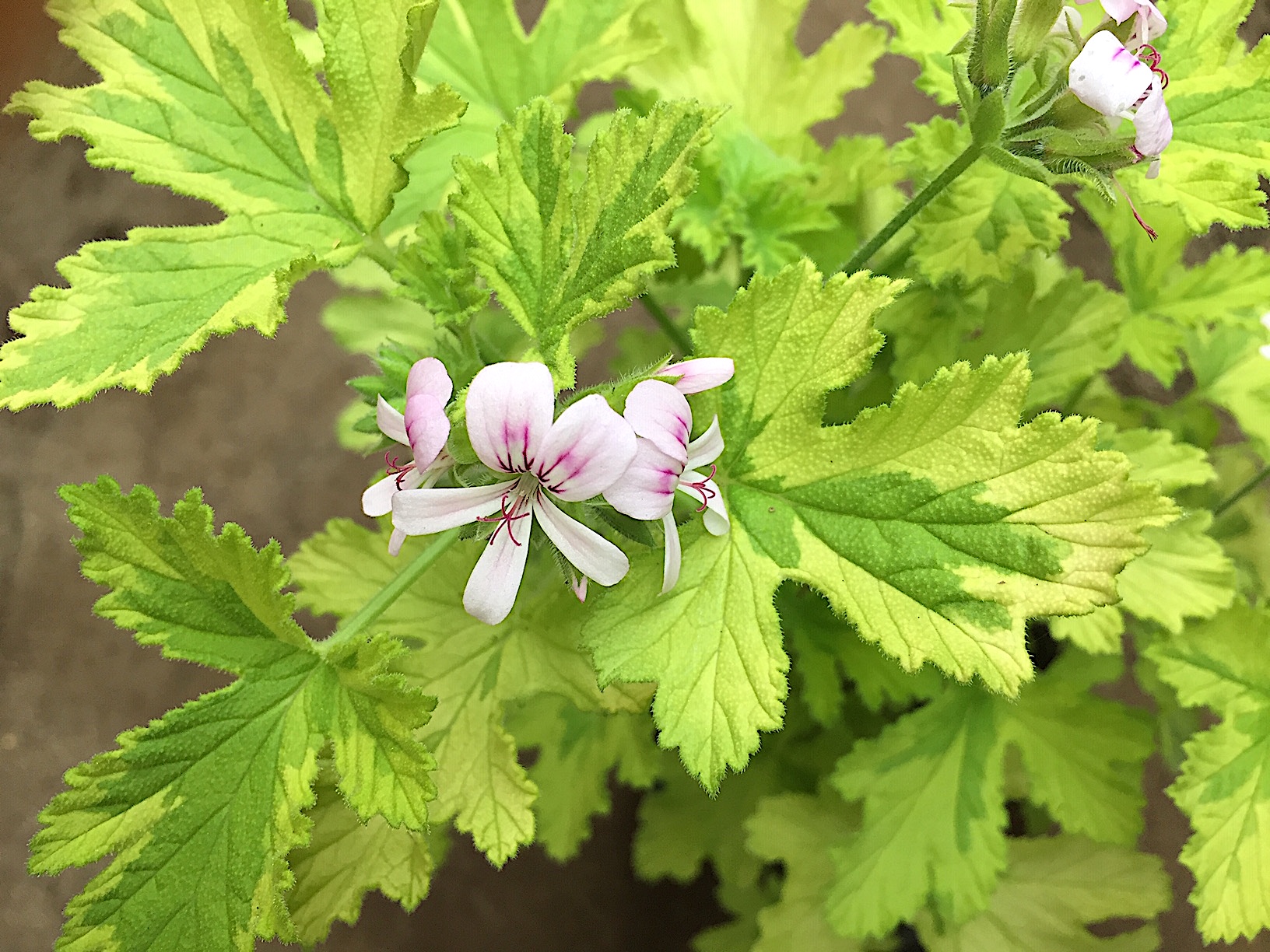 Pelargonium  ´Charity`(I.9cmT.)