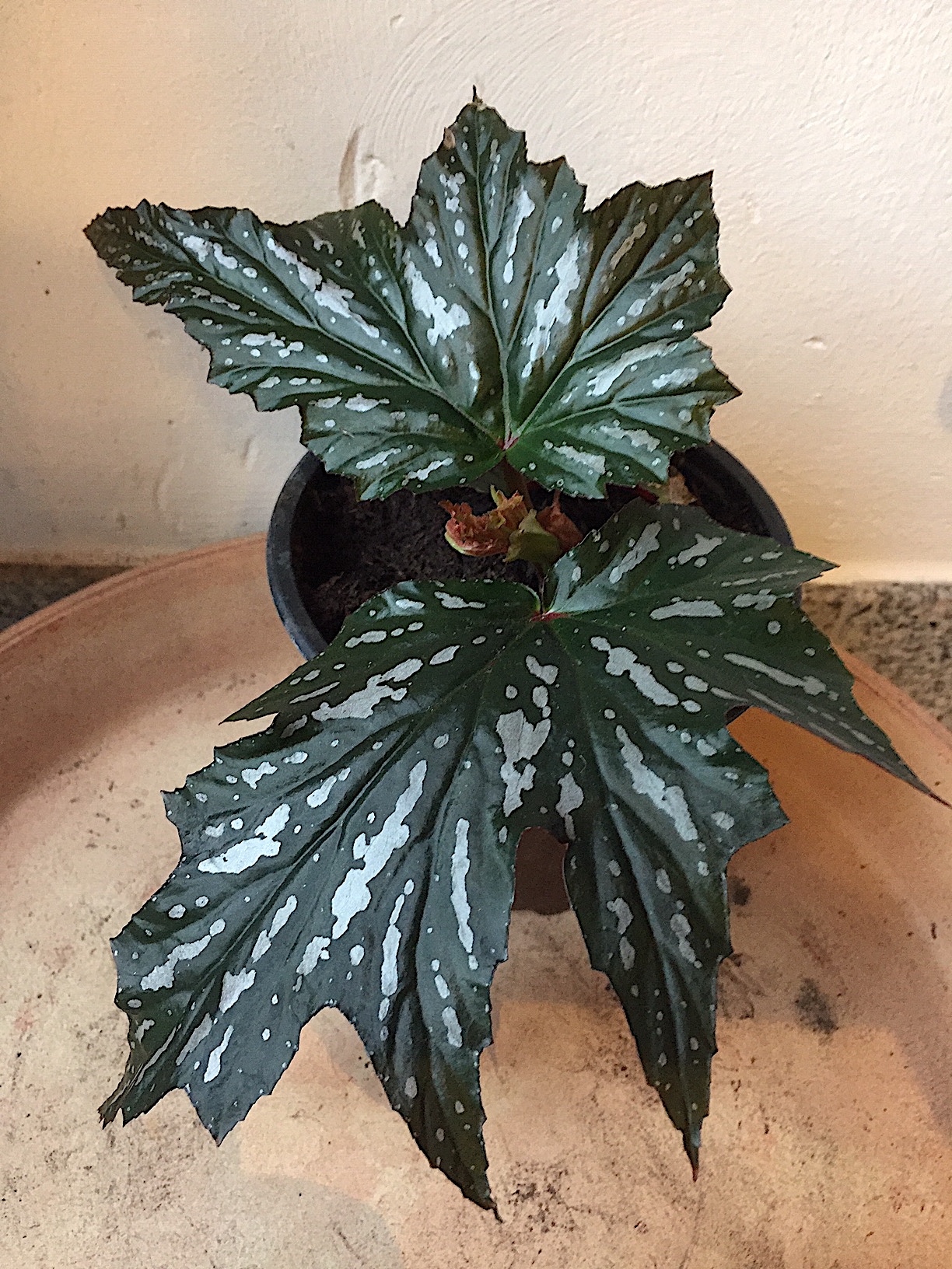 Begonia aconitifolia (i.11cmT.), Eisenhutblättrige Begonie