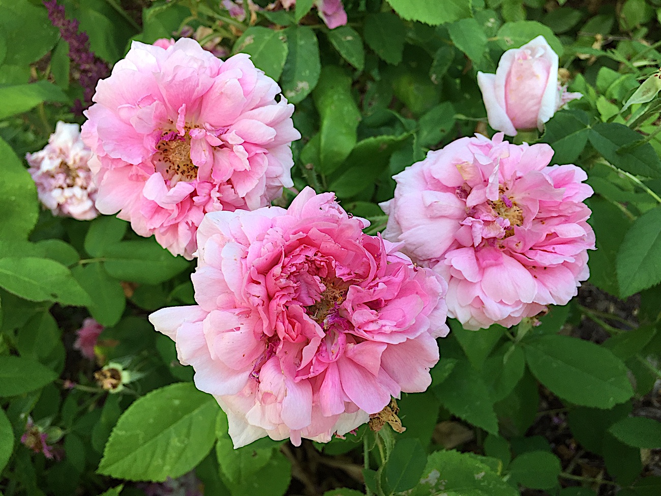 Rose „Madame Boll“ (i.1,5 l Topf), essbare Duft - Rose