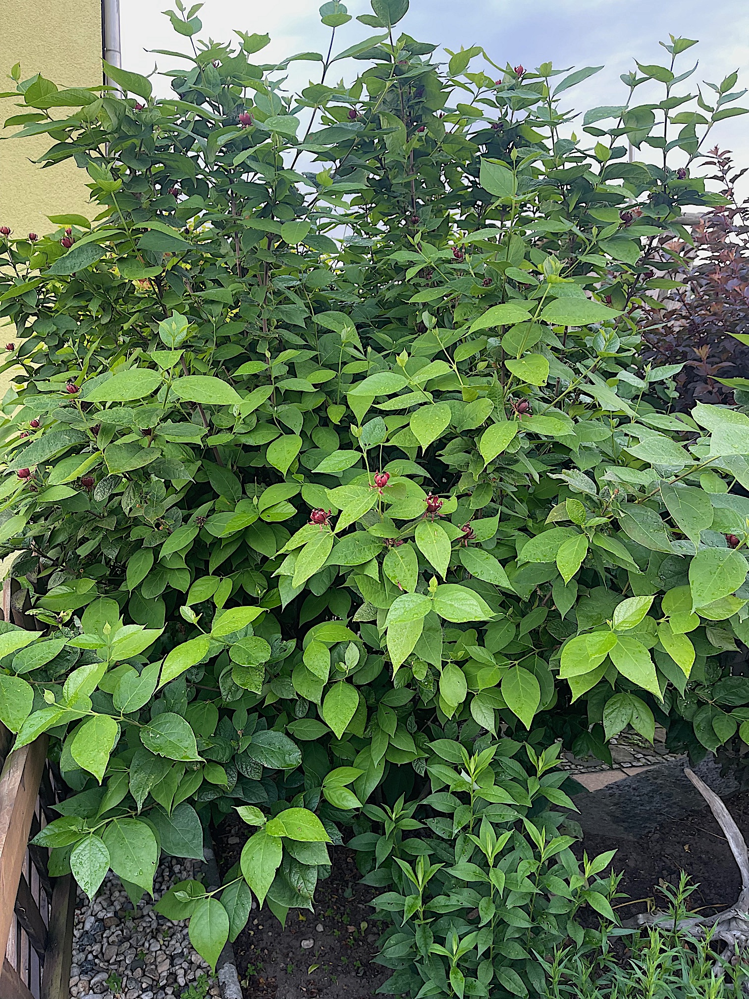 Calycanthus floridus - Duft, Echter Gewürzstrauch, Nelkenpfeffer (i.4lT.)