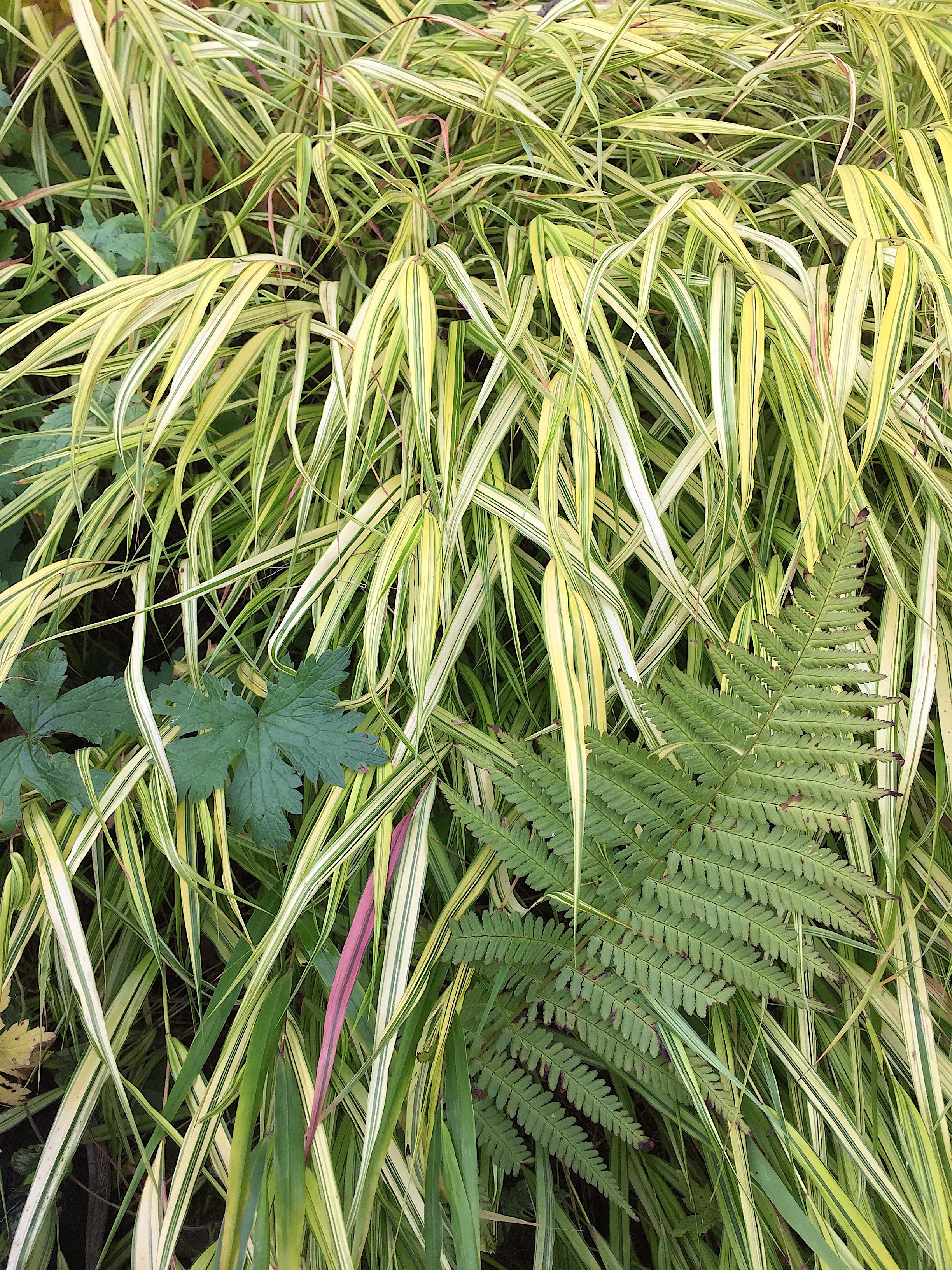 Hakonechloa macra ´Aureola`(12 cm T.) Japan Goldbandgras
