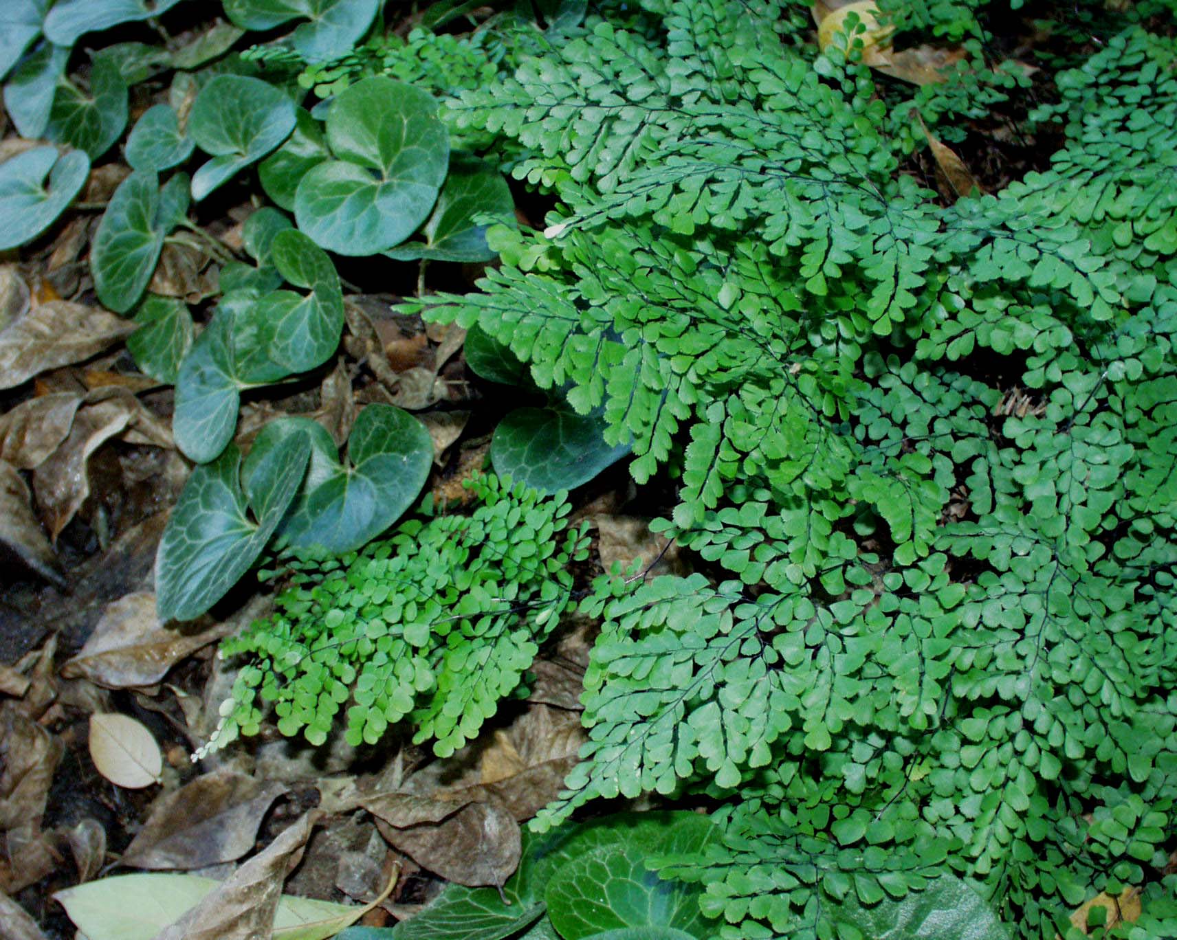 Adiantum venustum (i.12cm Topf) Himalaya-Venushaarfarn