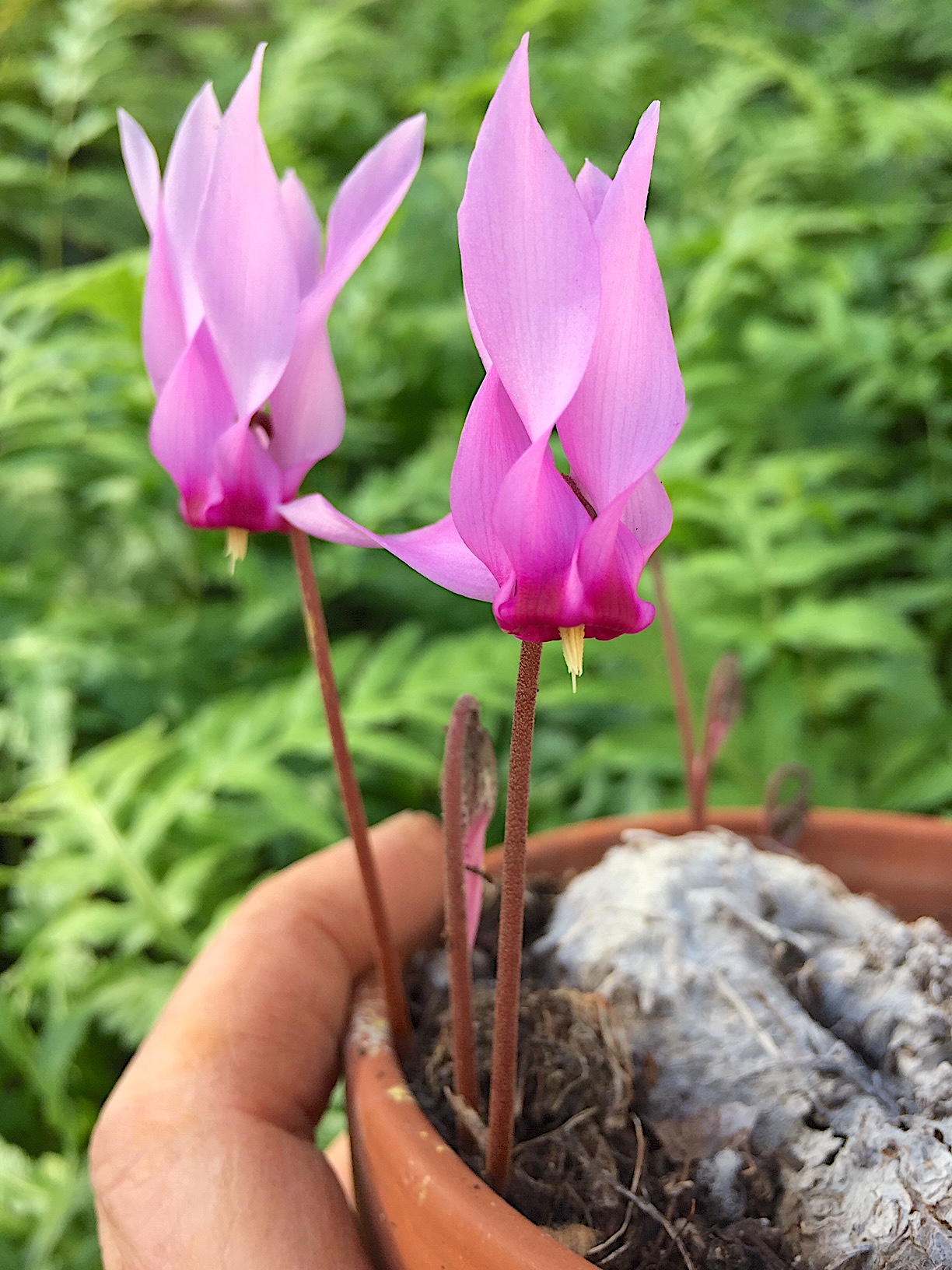 Cyclamen  (i.9cmT.) rohlfsianum